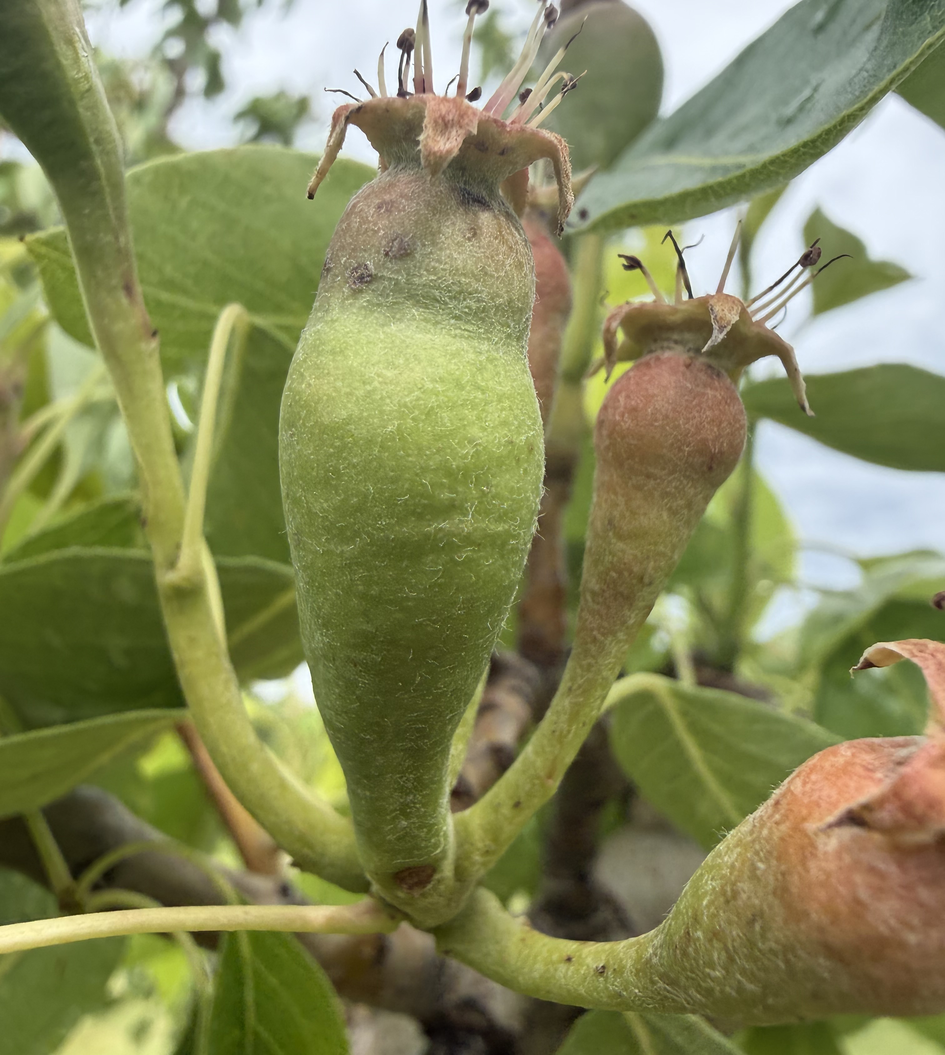 Gem pear fruits at 11.5 mm.